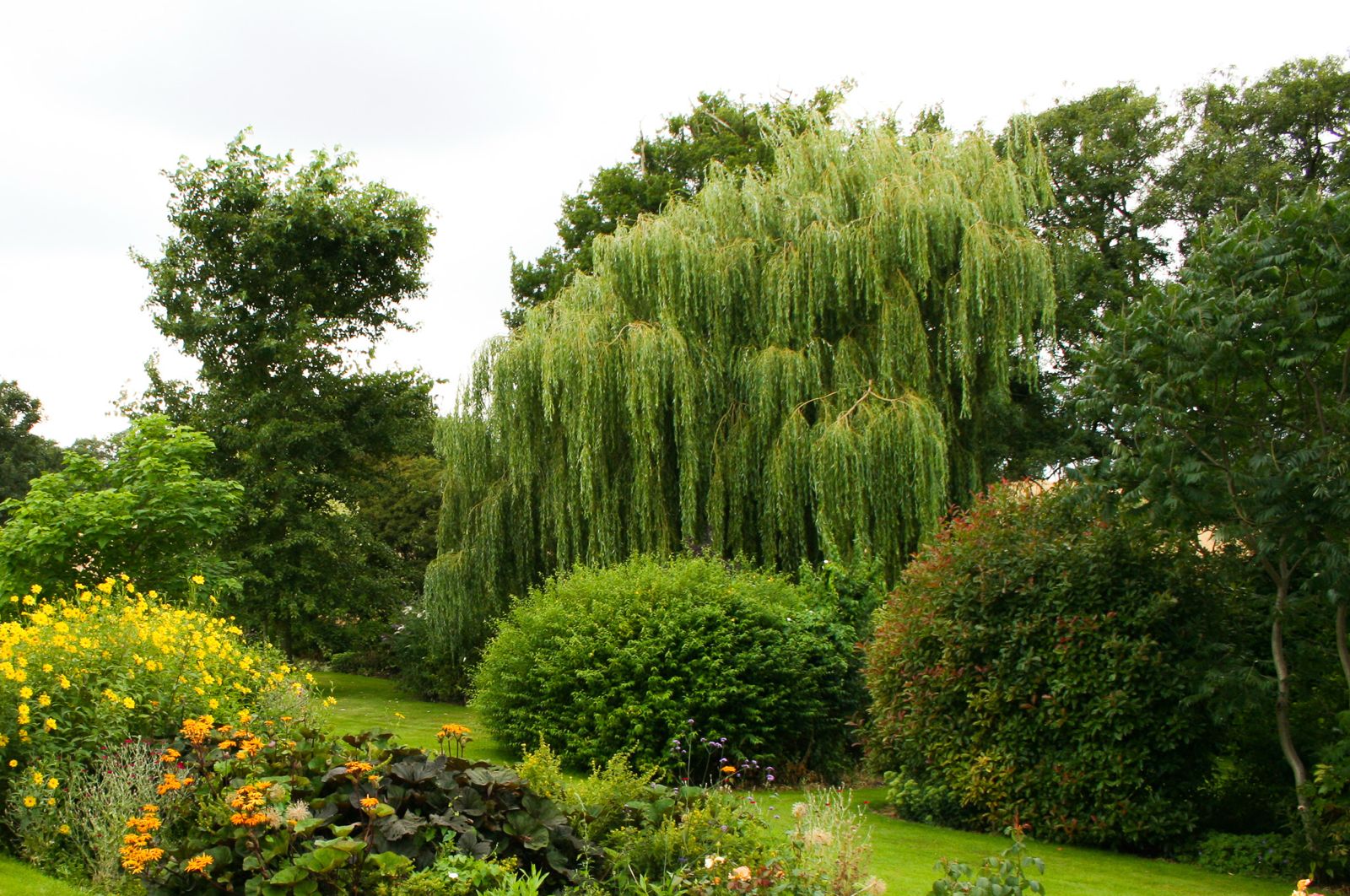 The Willow
