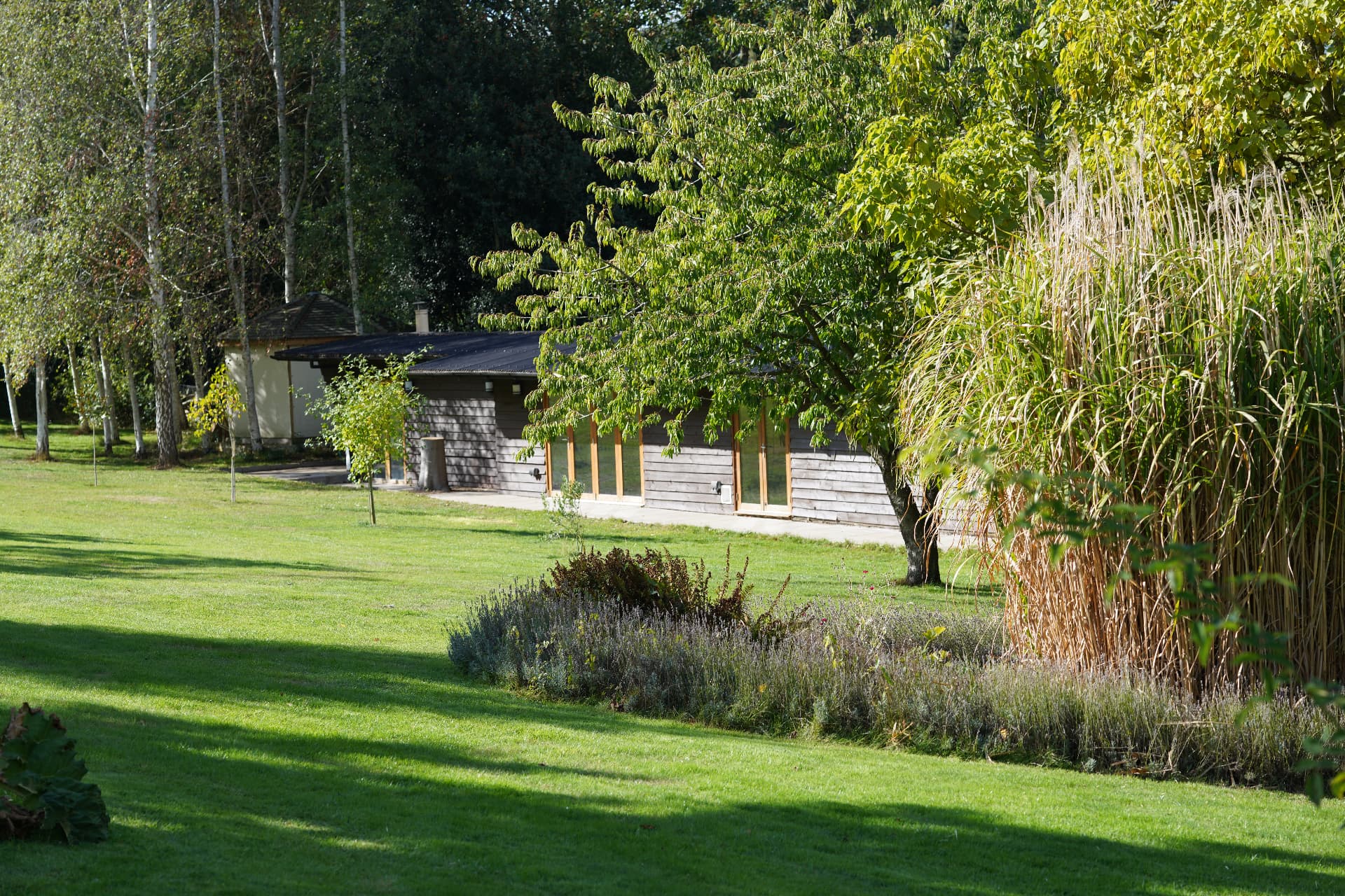 The Birch
