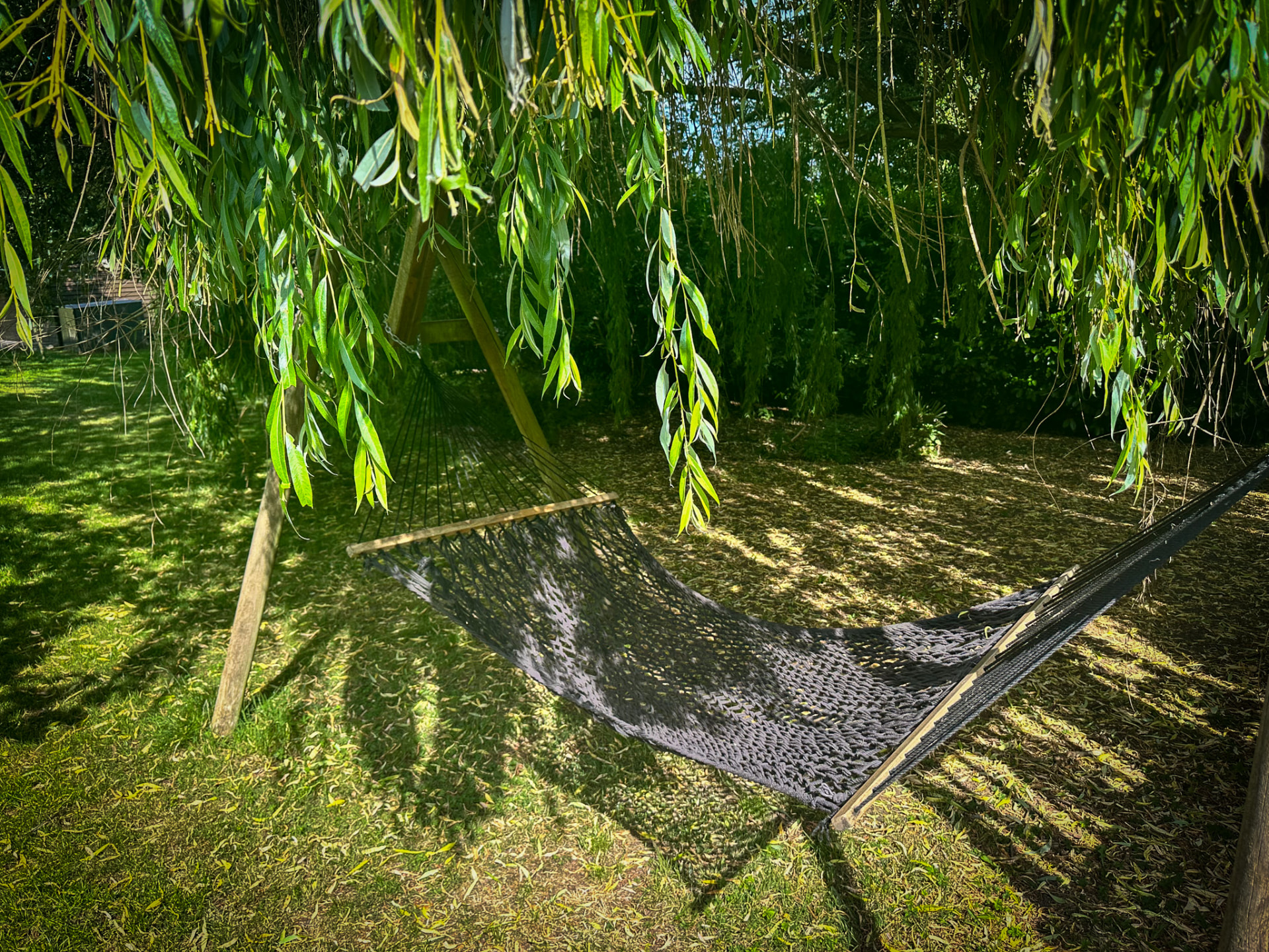 Hammock hanging in dappled shade beneath a willow tree